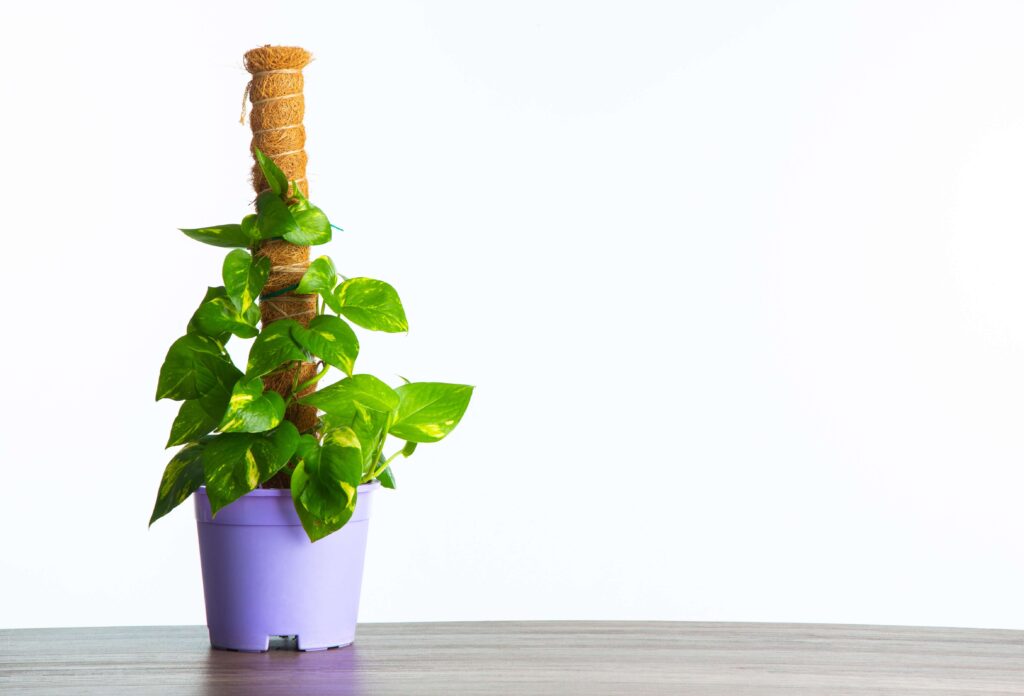 Golden Pothos