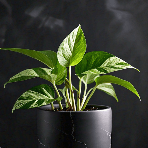 Golden Pothos Plant in Black Pot