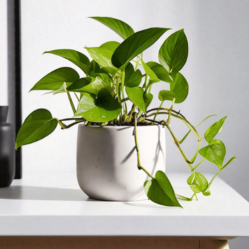 Pothos Plant with white Pot