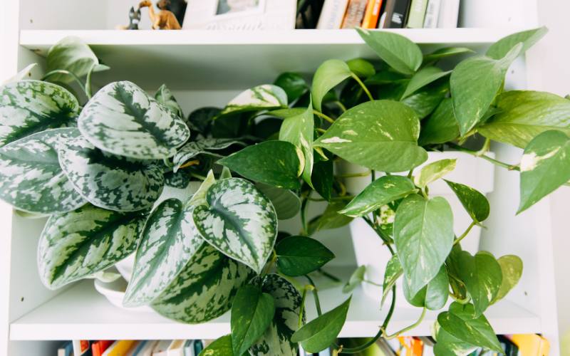 Life Cycle of the Pothos Plant growth
