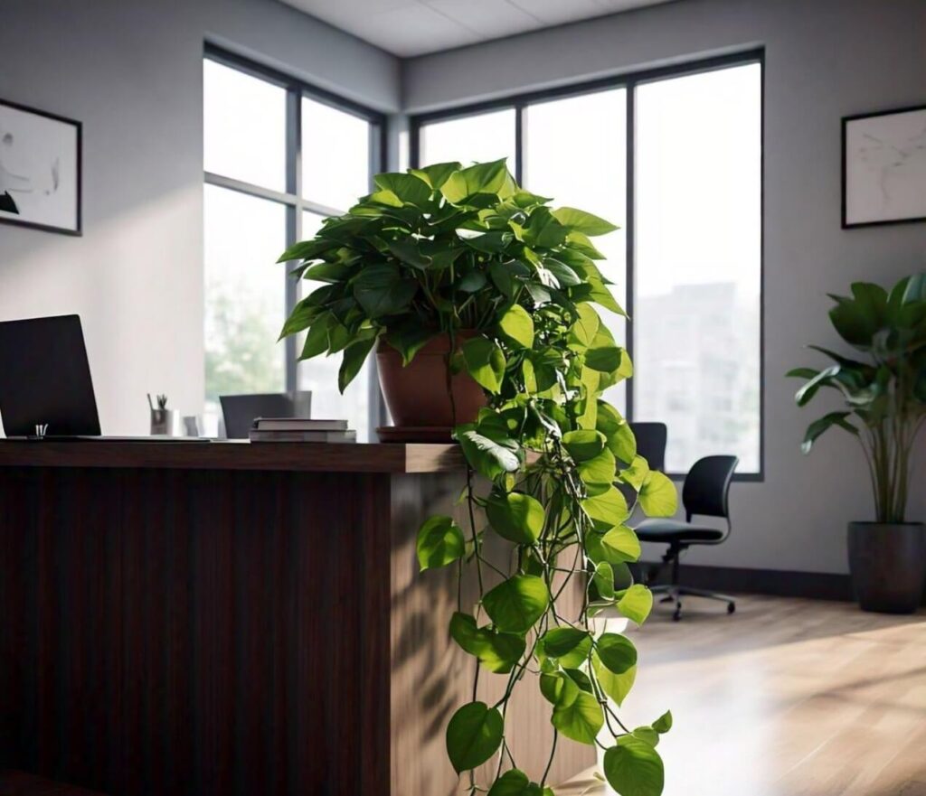 Benefits of Pothos Plant