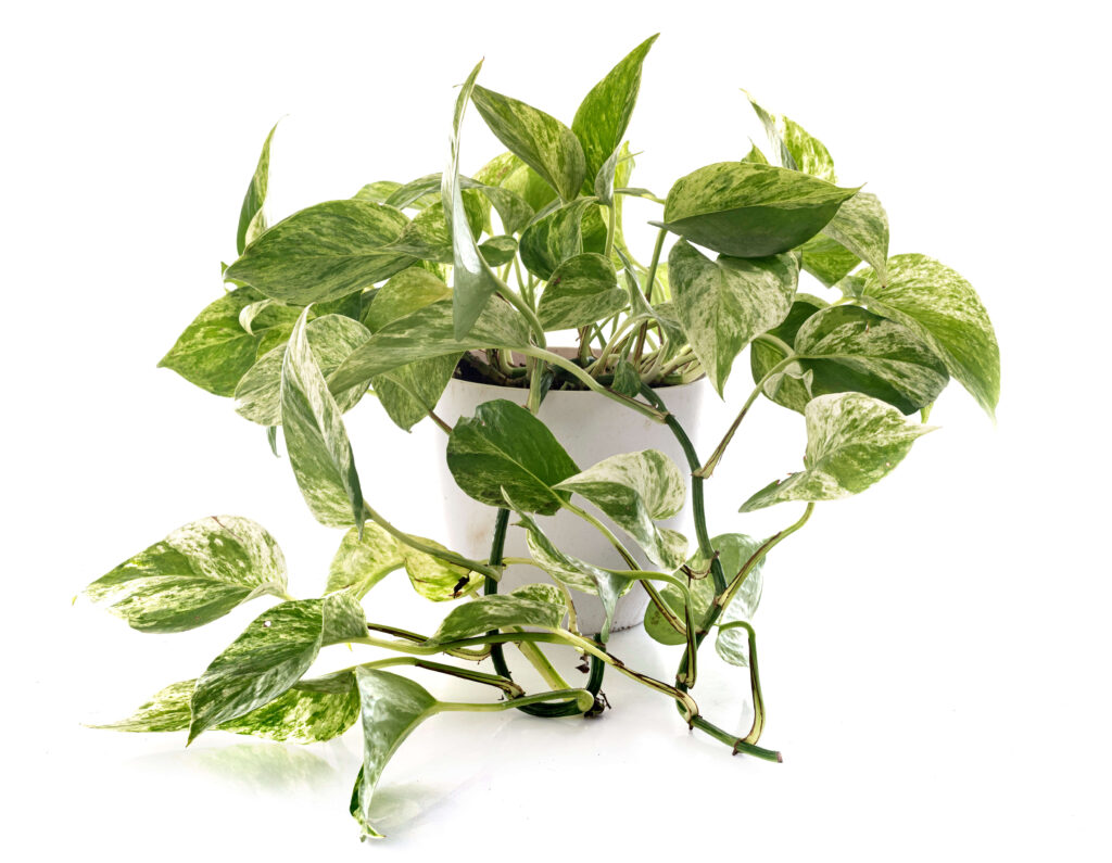 Marble Queen pothos plant