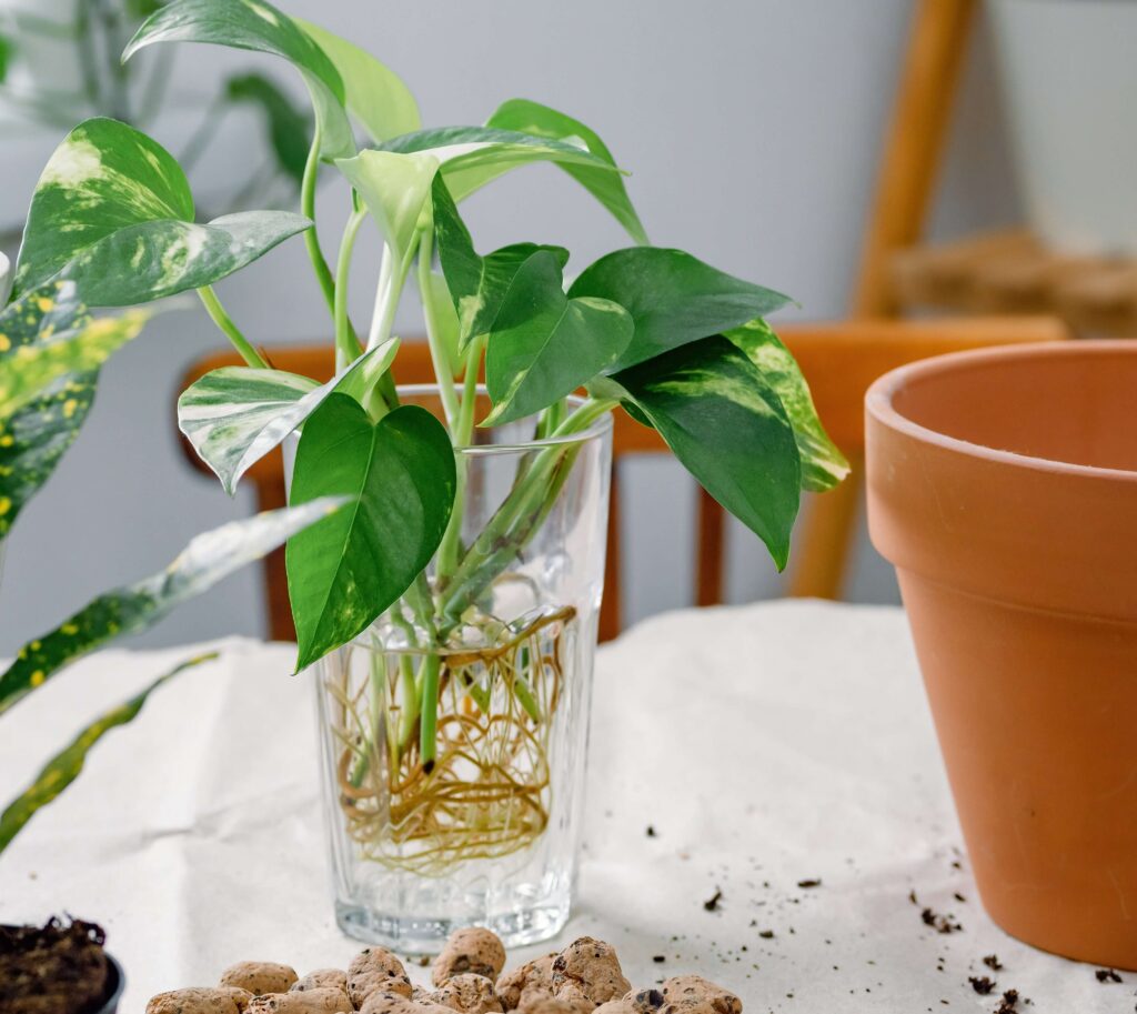 Propagation of Pothos Plant