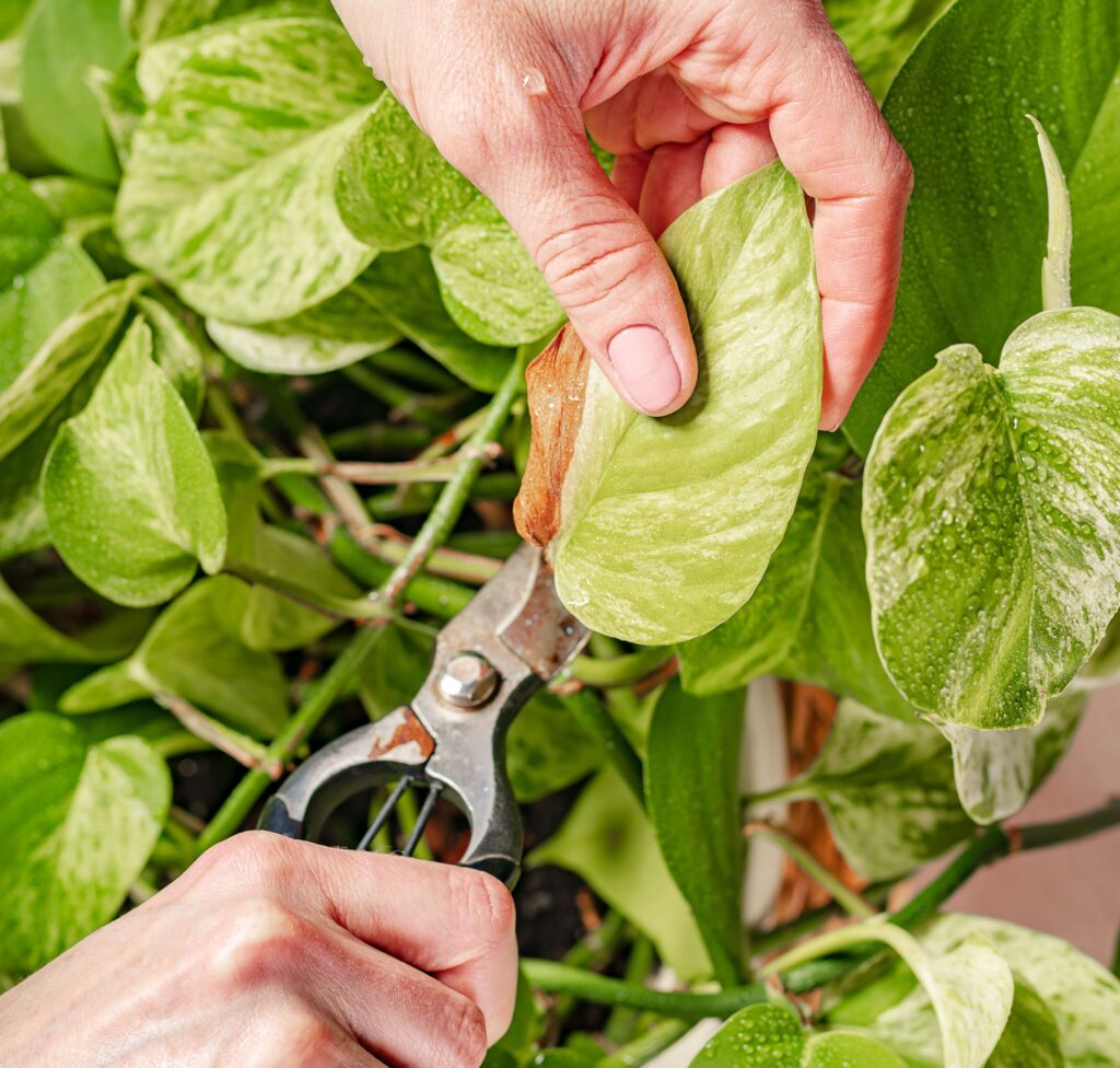 cutting of pothos plant