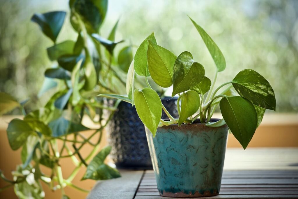 Pothos plant care