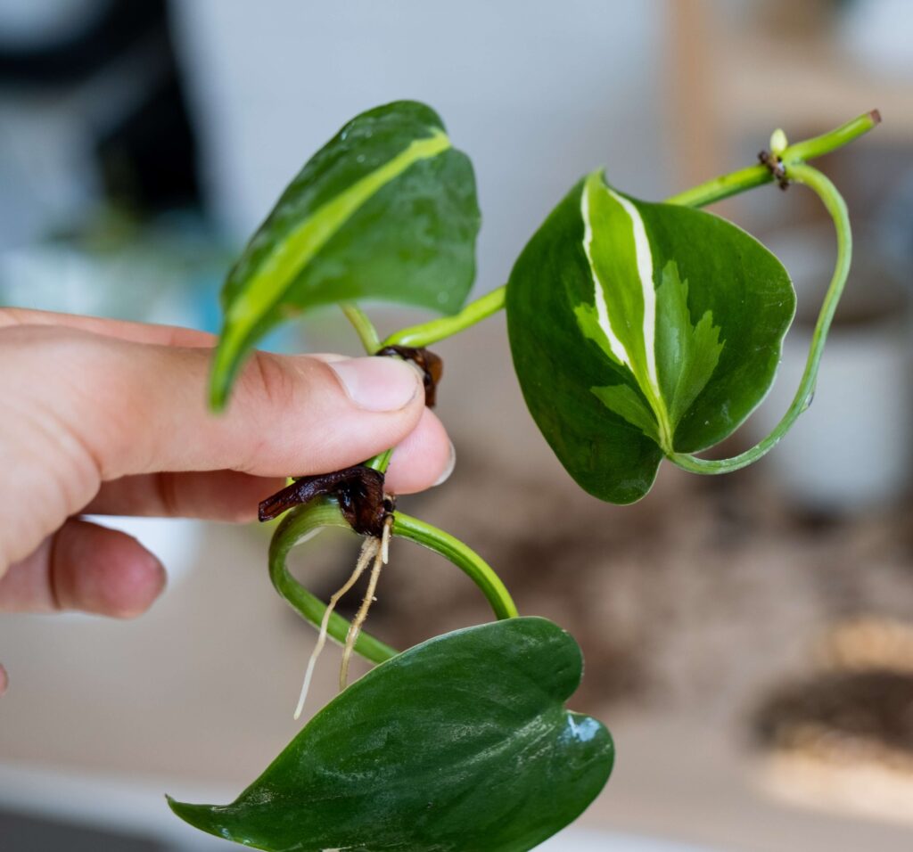 Propagation of pothos plant