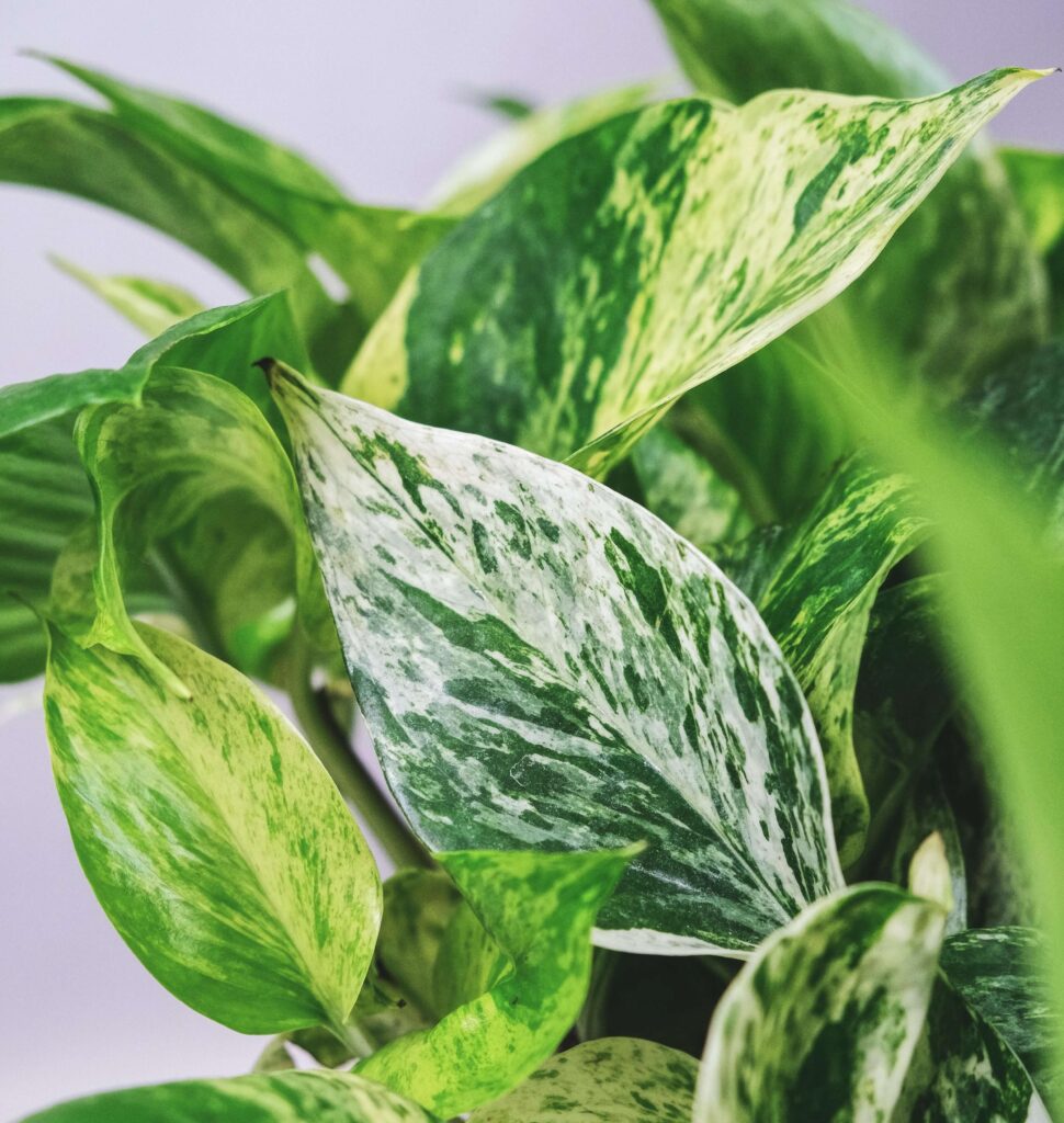 Marble Queen Pothos