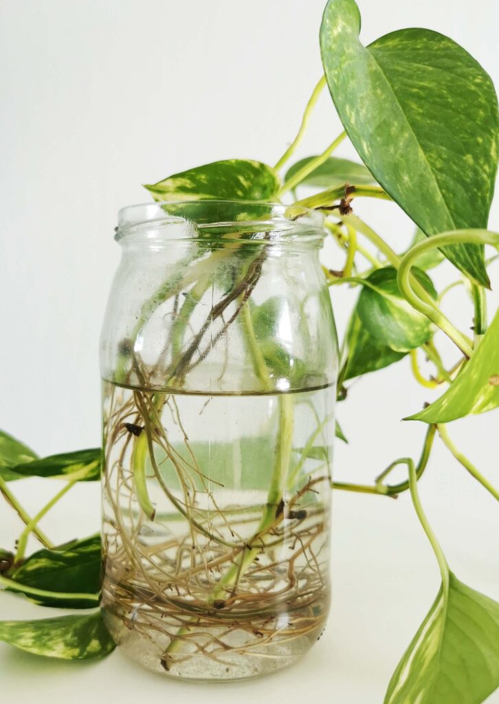 Propagation of pothos plant via water