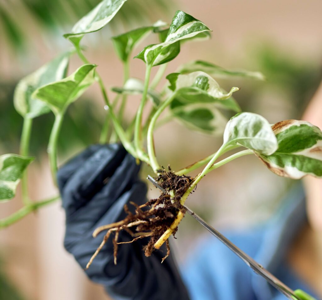 Propagation of pothos plant via divison