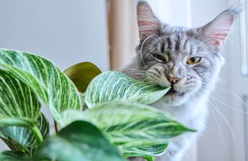 Pothos plant with cat