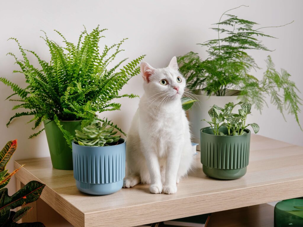 plants & cat
