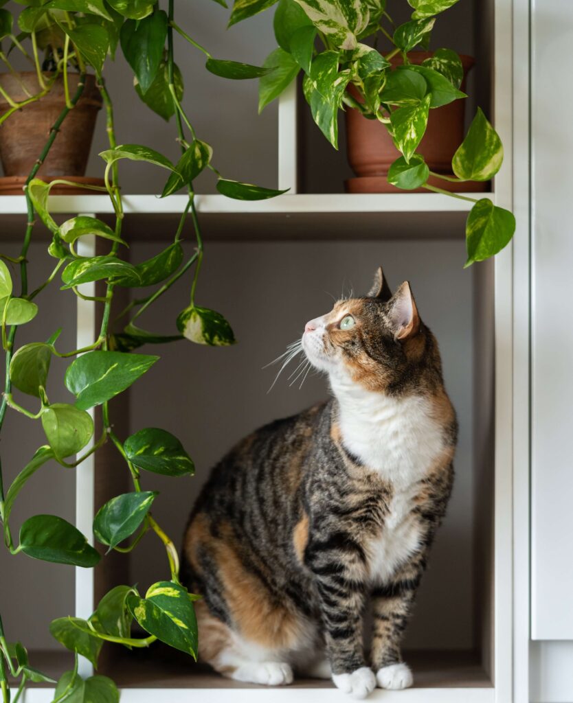 Are Pothos Plants Toxic to Cats?