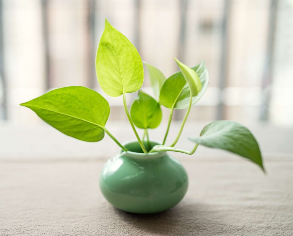 Neon Pothos Plant in small pot