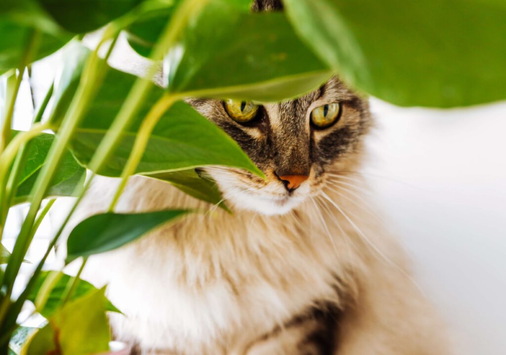 cat and house plant