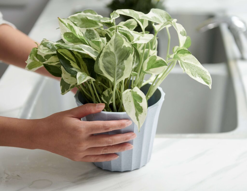 N'joy pothos plant