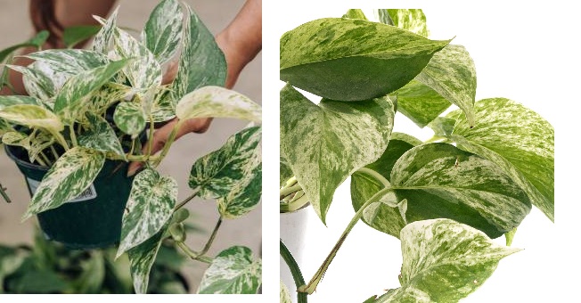 snow queen vs marble queen pothos plant