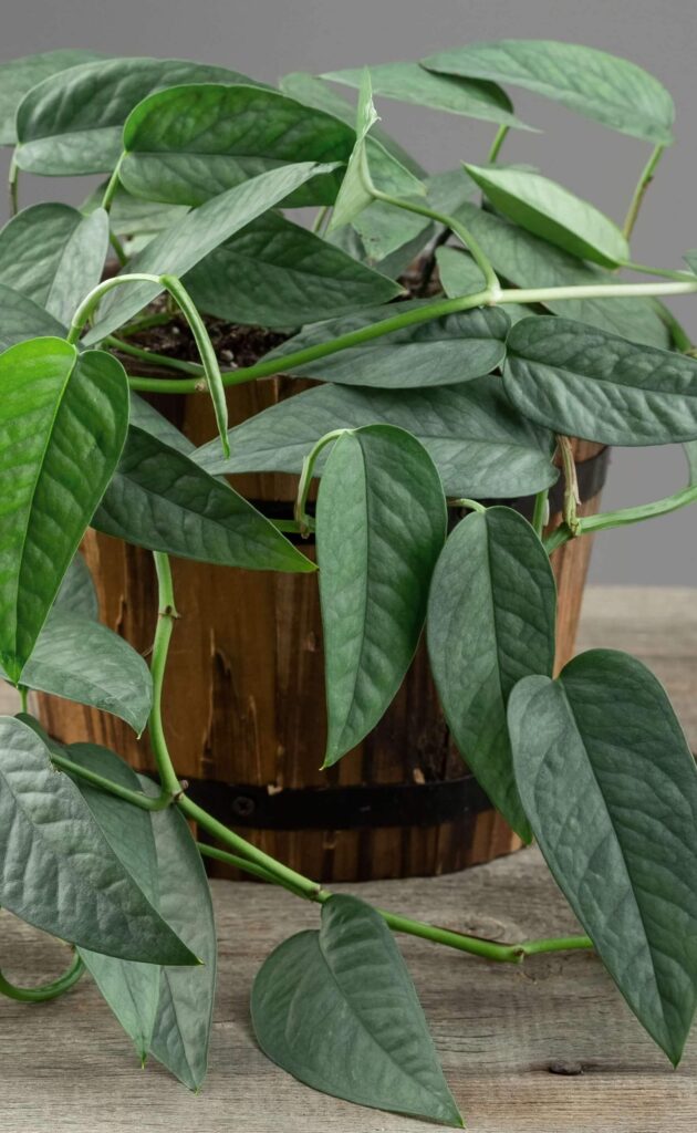 Cebu Blue Pothos Plant