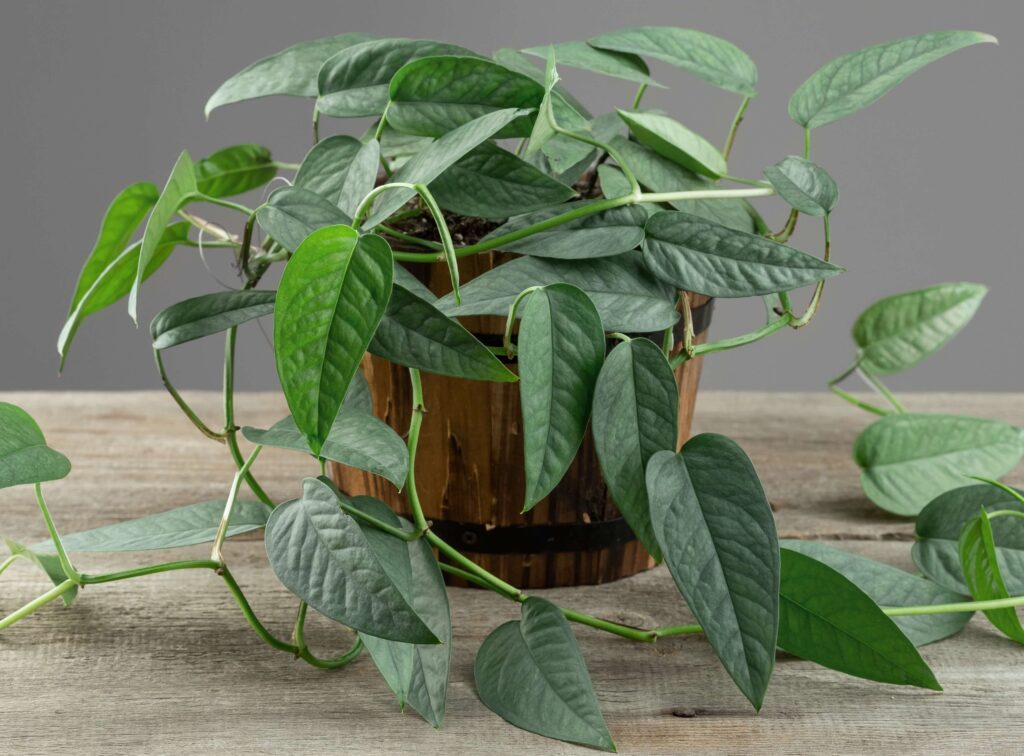 Cebu Blue Pothos plant in pot