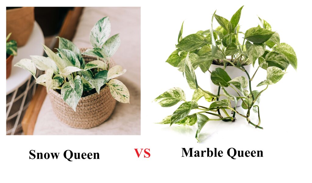 comparison of Snow Queen vs Marble Queen Pothos