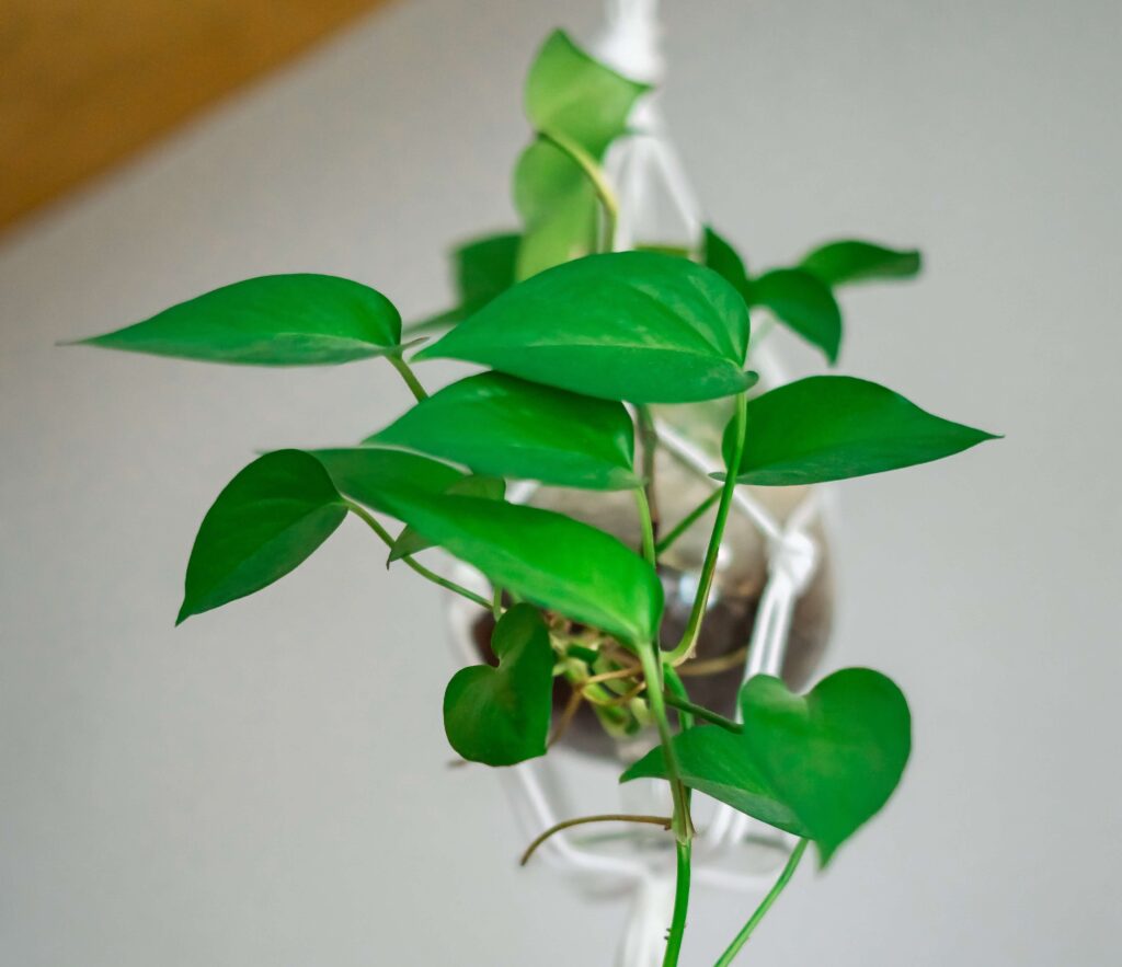 jade-pothos-plant