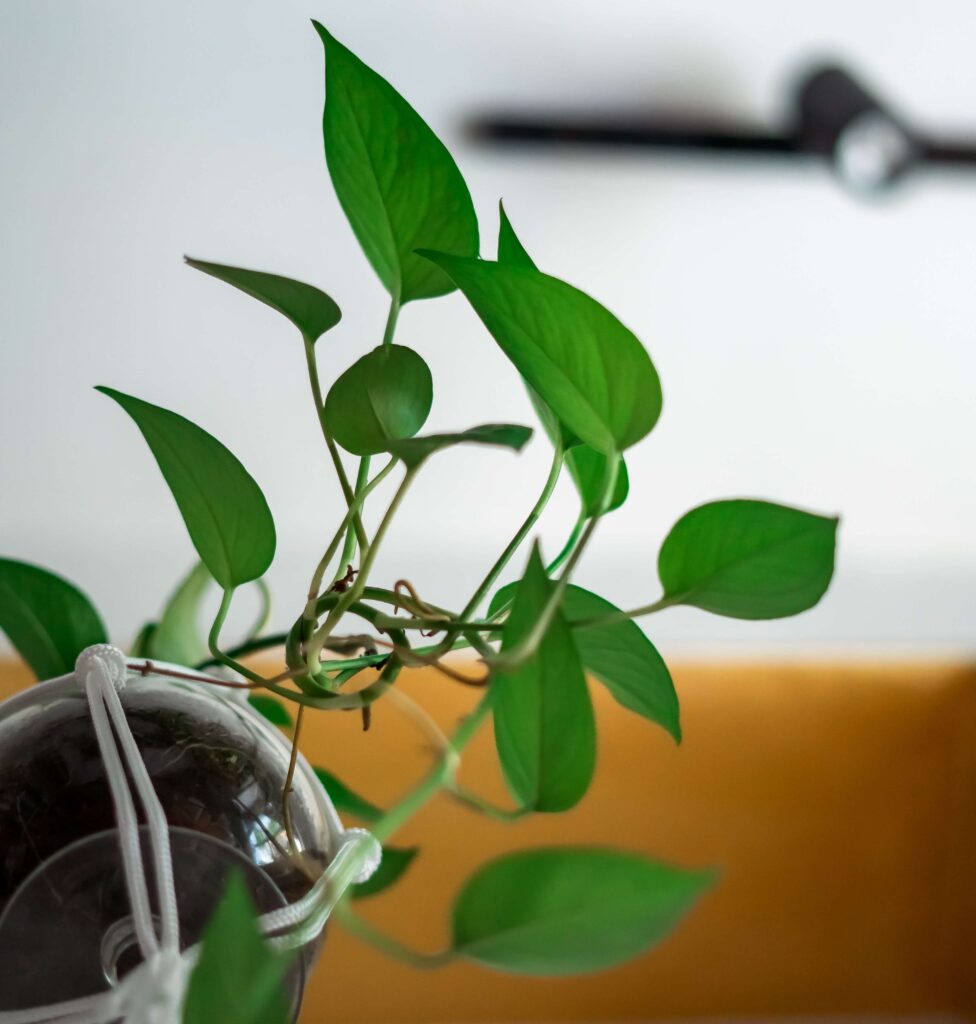 Jade pothos plant Propagation steps