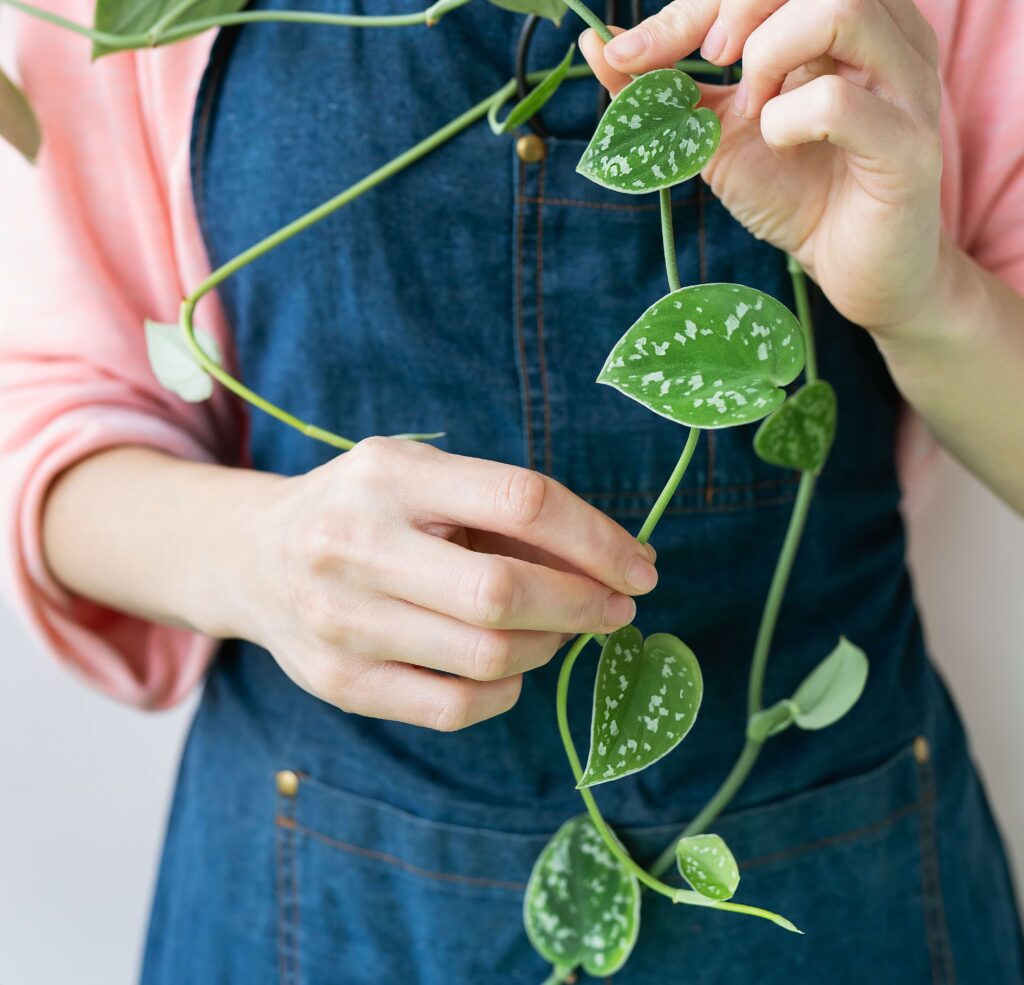 "Satin Pothos displaying its gorgeous silver-speckled foliage "