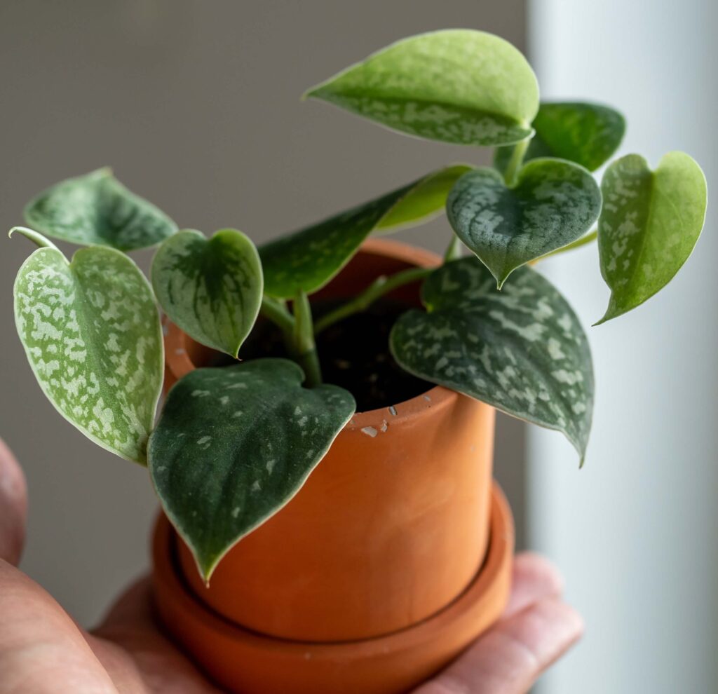 Close up view of satin Pothos