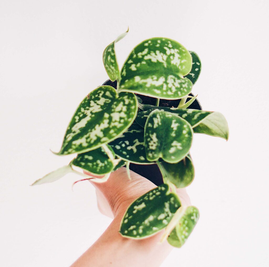3. "Satin Pothos displaying its gorgeous silver-speckled foliage "