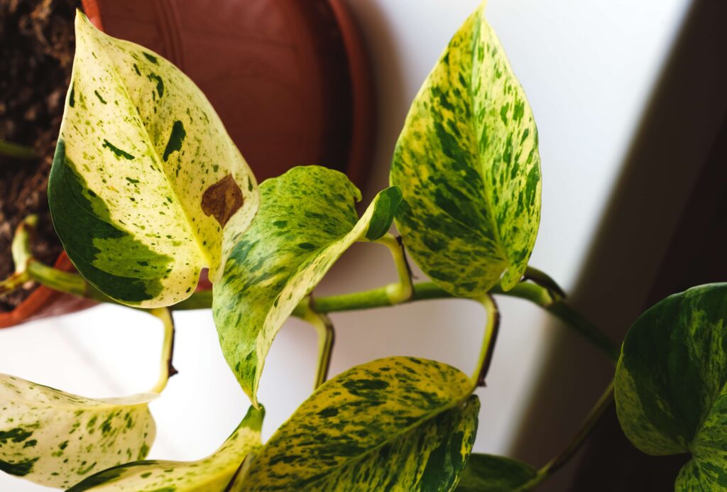 jessenia pothos plant