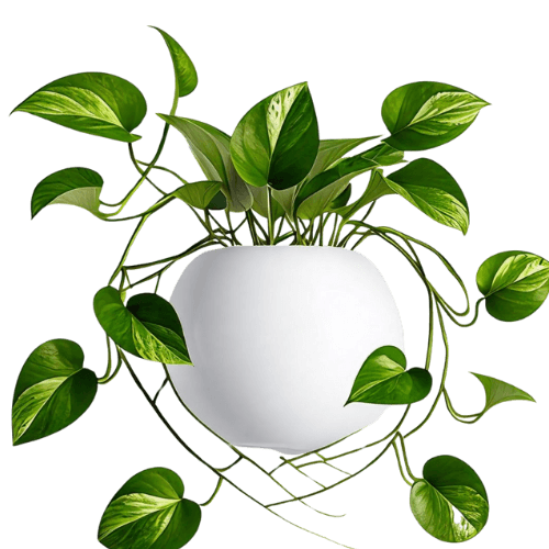 Overview of Pothos Plant