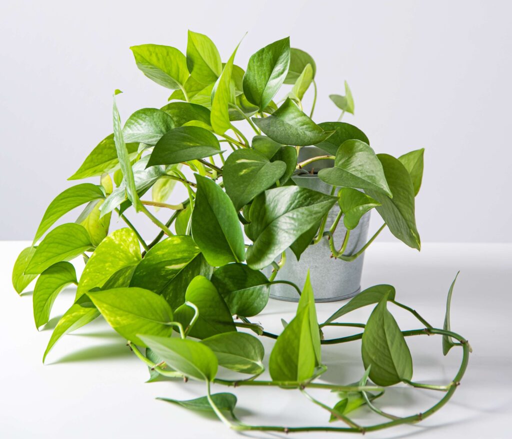 Pothos plant
